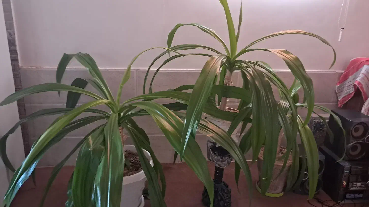 گل ذرتی|گل و گیاه طبیعی|کازرون, |دیوار