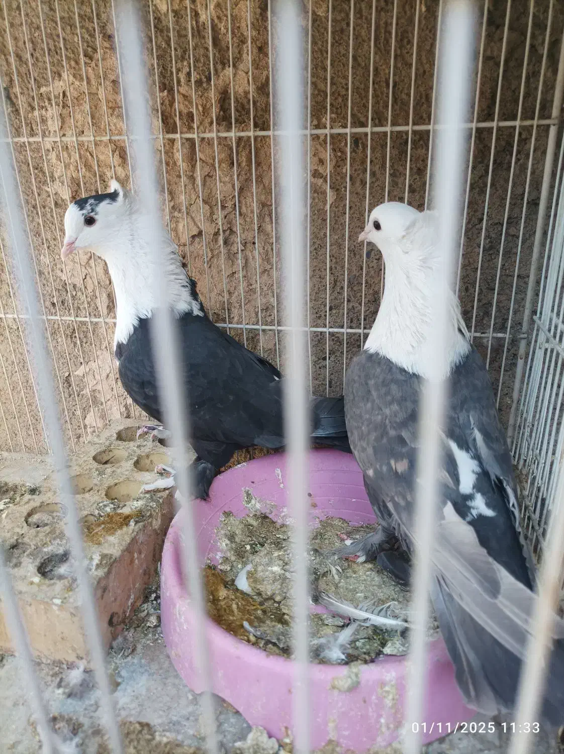 کبوتر پرش جفتگاهی|پرنده|نیشابور, شهید بهشتی|دیوار