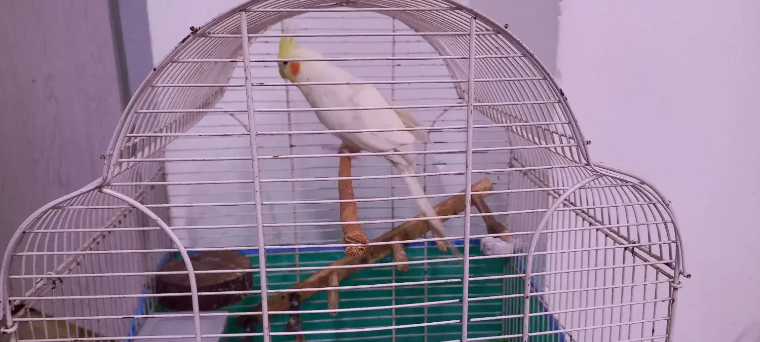 عروس هلندی|پرنده|رشت, کوی یخ|دیوار