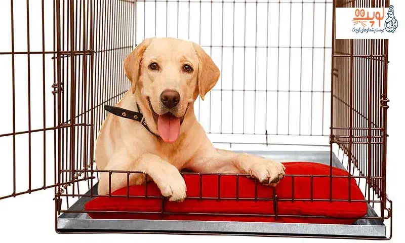 پانسیون نگهداری سگ های کوچک و بزرگ|خدمات پیشه و مهارت|اصفهان, شهرک آزمایش|دیوار