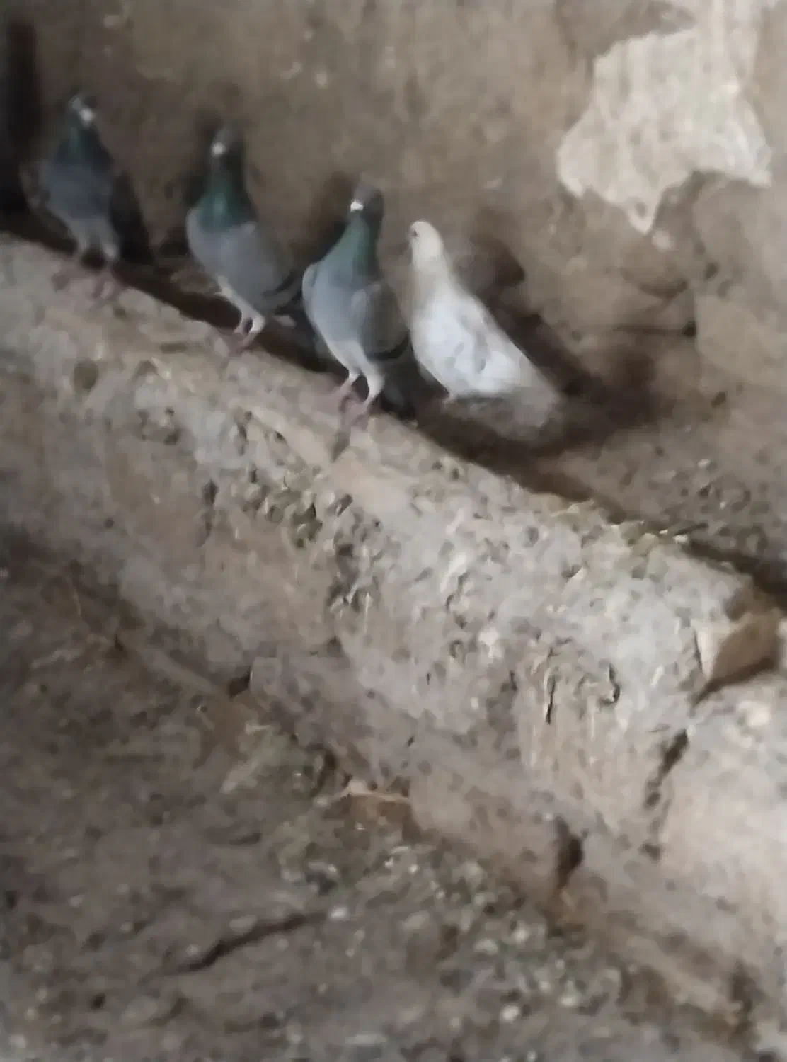 گمشده حدود بیست روز پیش|حیوانات|مشگین شهر, |دیوار