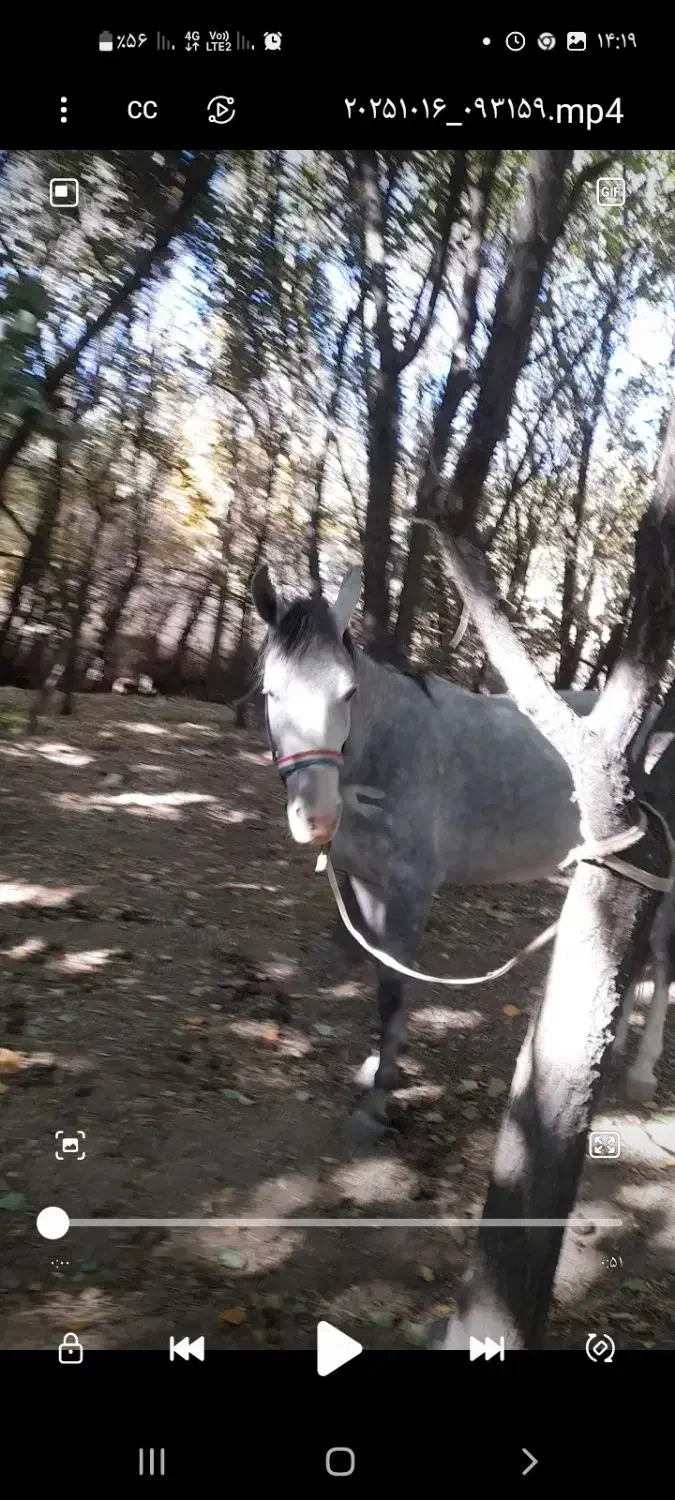 مادیان ۵سال کورد|اسب و تجهیزات اسبسواری|سنندج, |دیوار