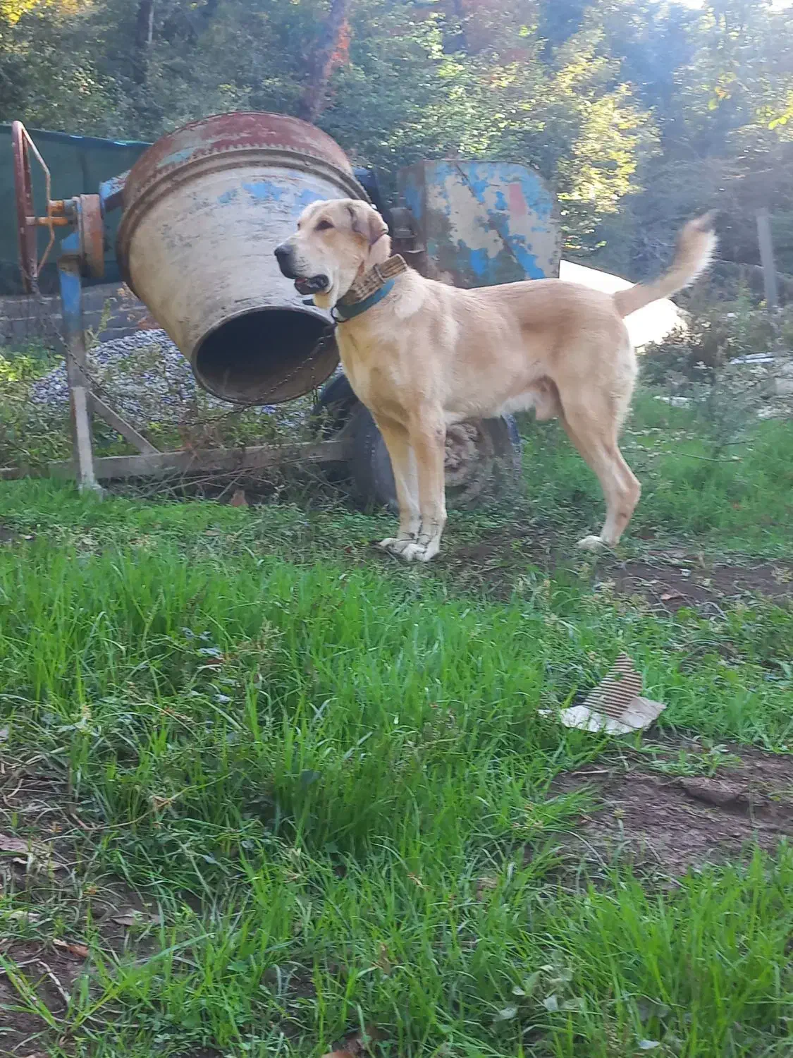 نگبان|سگ|خان ببین, |دیوار