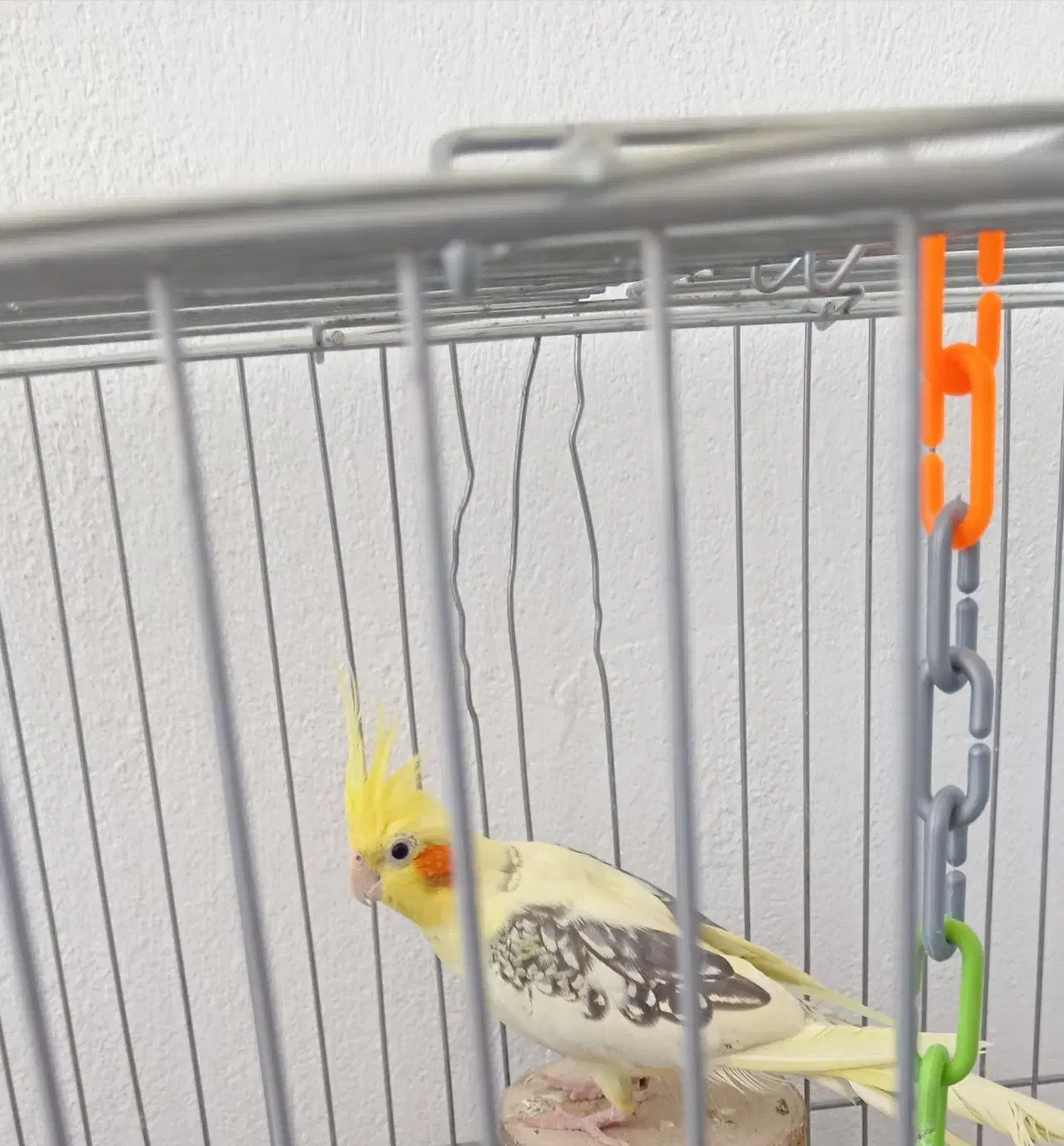 عروس هلندی دوکت پروانه ای با قفس|پرنده|هشتگرد, فاز ۳ مهستان|دیوار