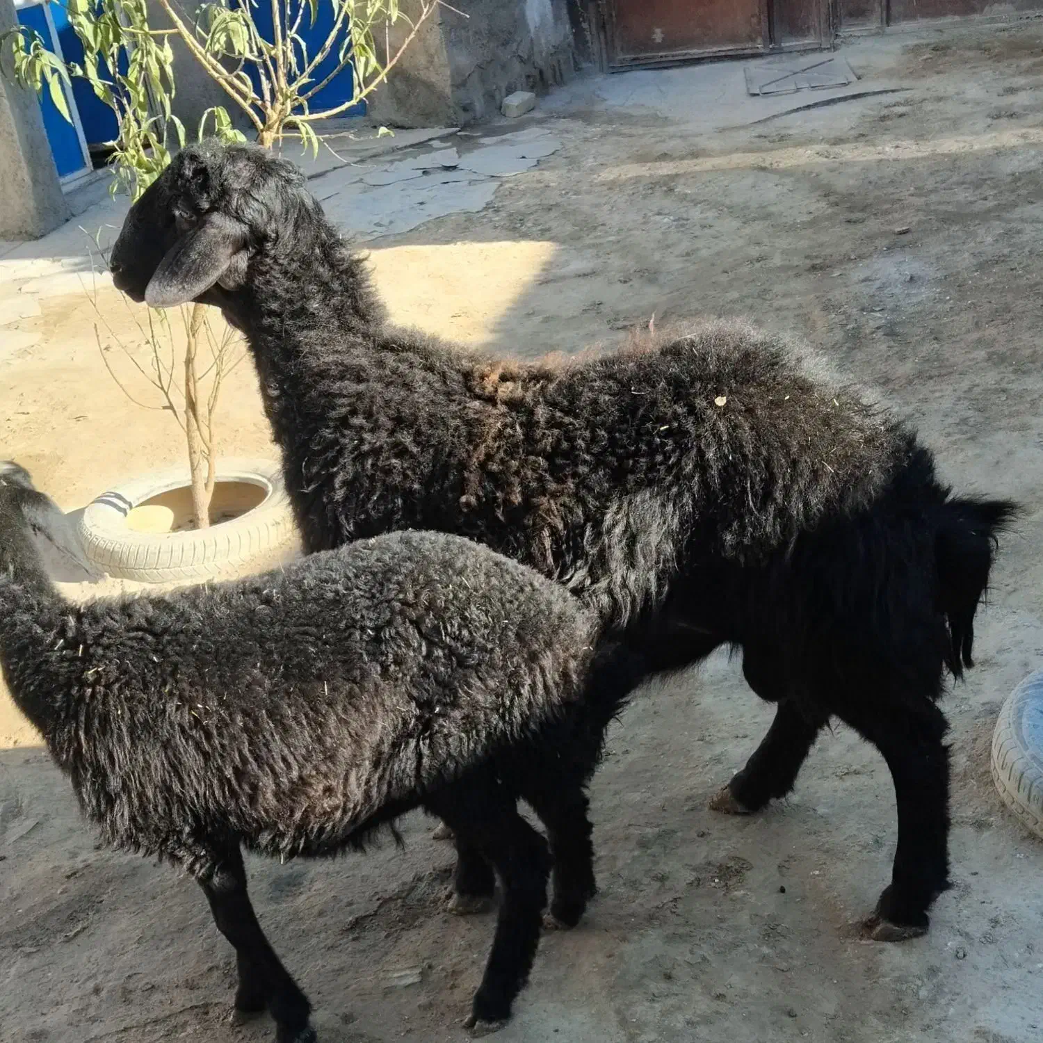 بره قوچ|حیوانات مزرعه|سردرود, |دیوار