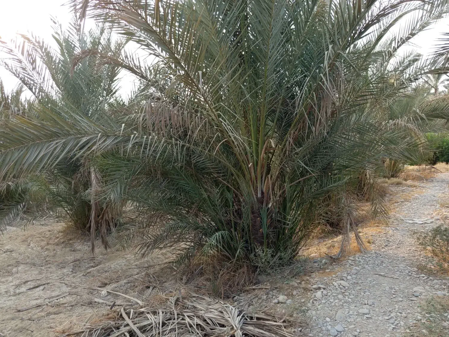 بچه نخل ...دمیت|گل و گیاه طبیعی|برازجان, |دیوار