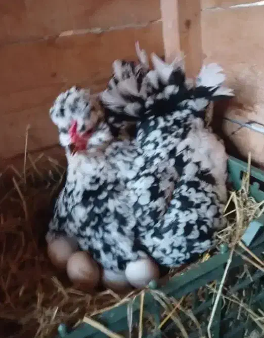 تخم مرغ گلین اصل|خوردنی و آشامیدنی|شیروان (خراسان), |دیوار