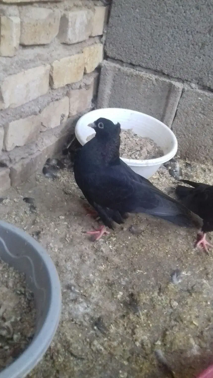 کبوتر زاغ|پرنده|مبارکه, |دیوار