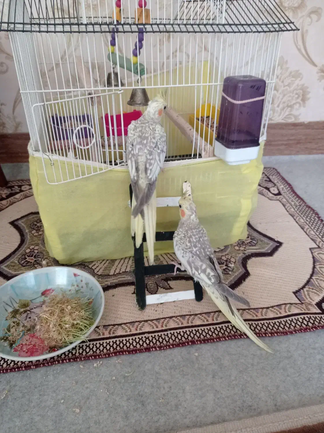 عروس هلندی|پرنده|شاهین دژ, |دیوار