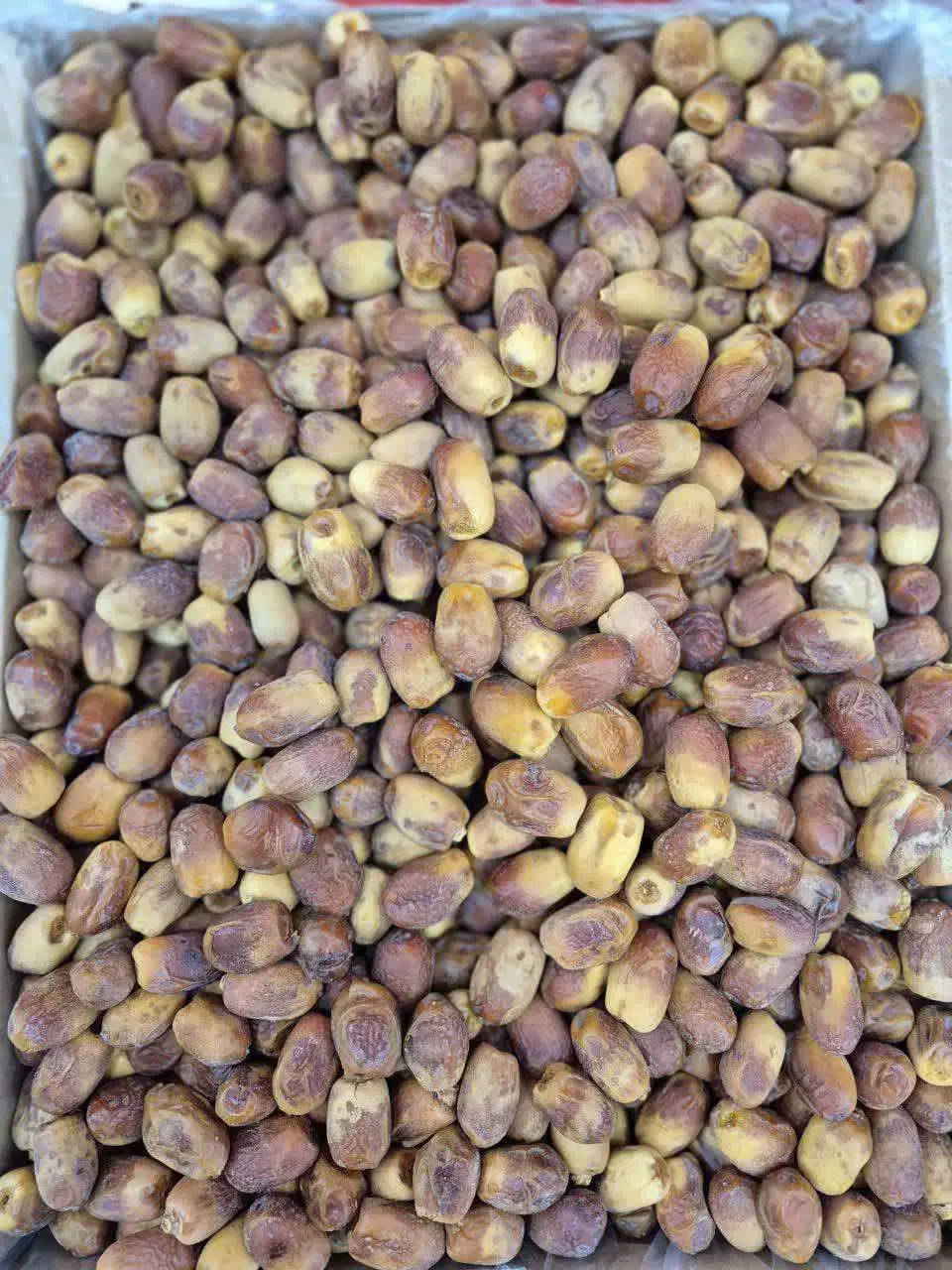 حراج خرما زاهدی تازه|حراج|شاهین‌شهر, حاجی آباد|دیوار