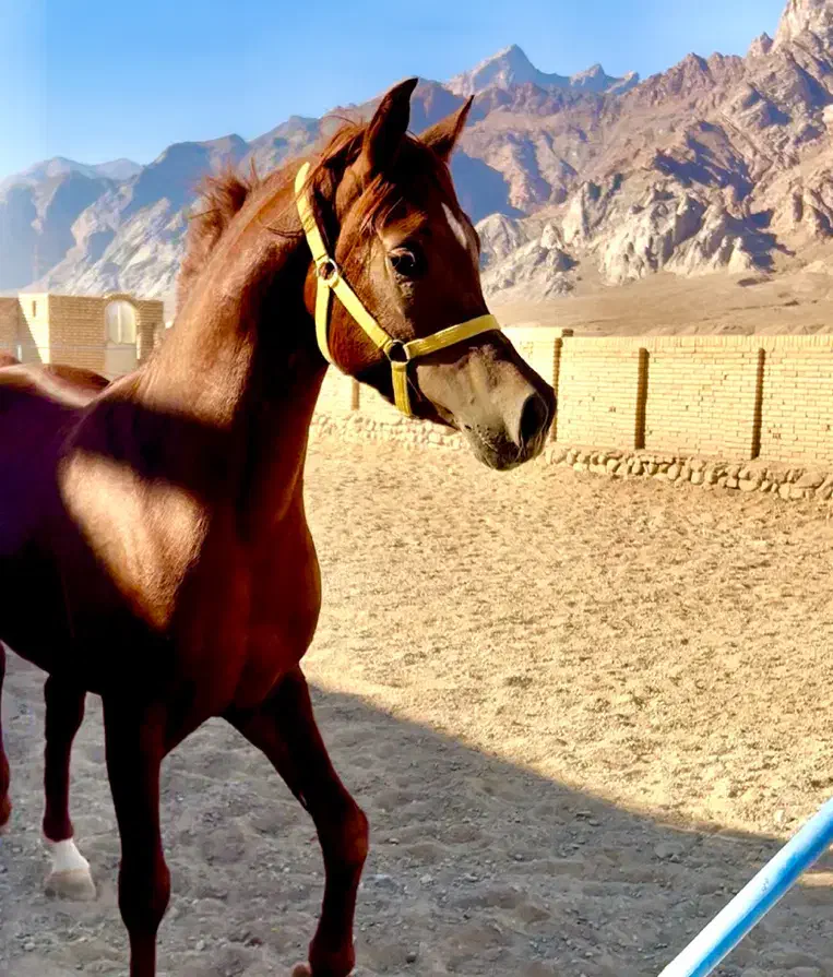 نریان یکسر وارداتی|اسب و تجهیزات اسبسواری|تفت, |دیوار