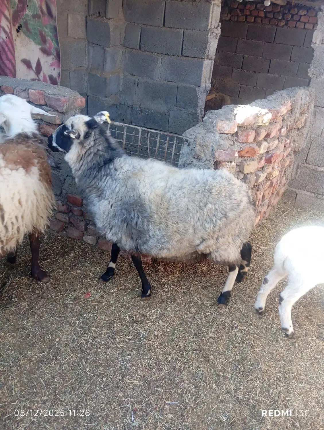 بره رومانف اصل زرند|حیوانات مزرعه|یزدان شهر, |دیوار