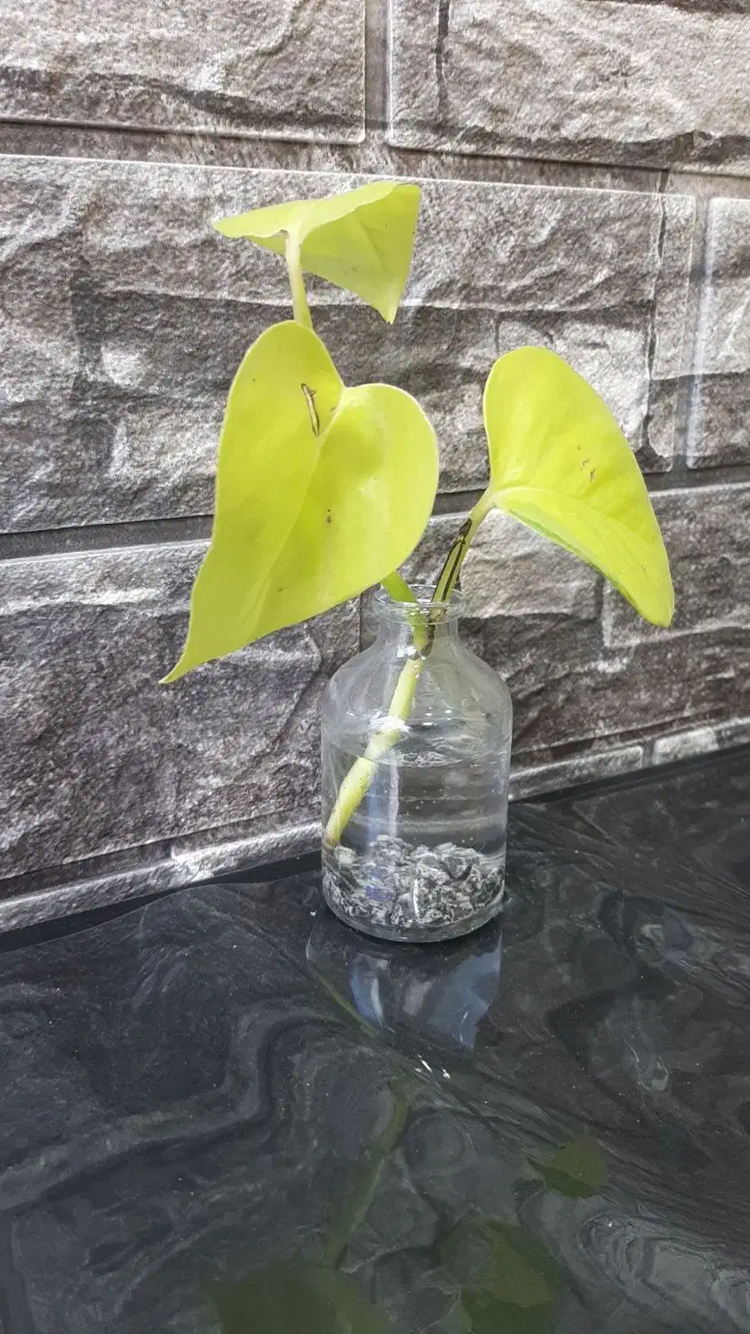 سیم کارت رند ایرانسل|سیمکارت|اصفهان, دشتستان|دیوار