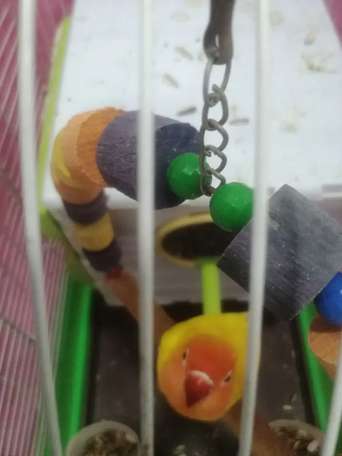 فروش ی جفت طوطی برزیلی|پرنده|بندر ماهشهر, |دیوار