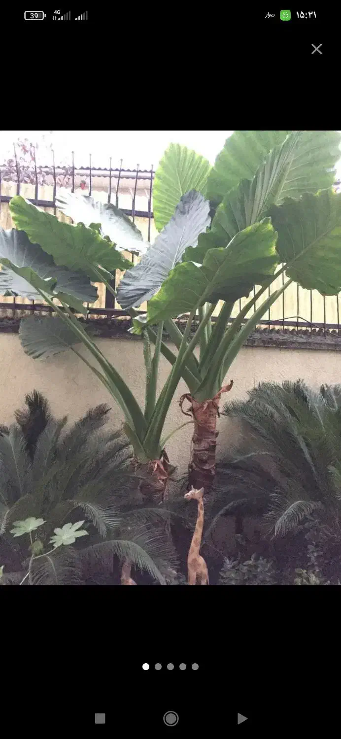 گل بابا آدم بزرگ|گل و گیاه طبیعی|زیباکنار, |دیوار