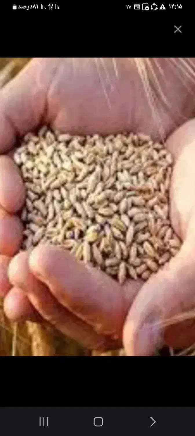 گندم ریژاو|خدمات باغبانی و درختکاری|روانسر, |دیوار