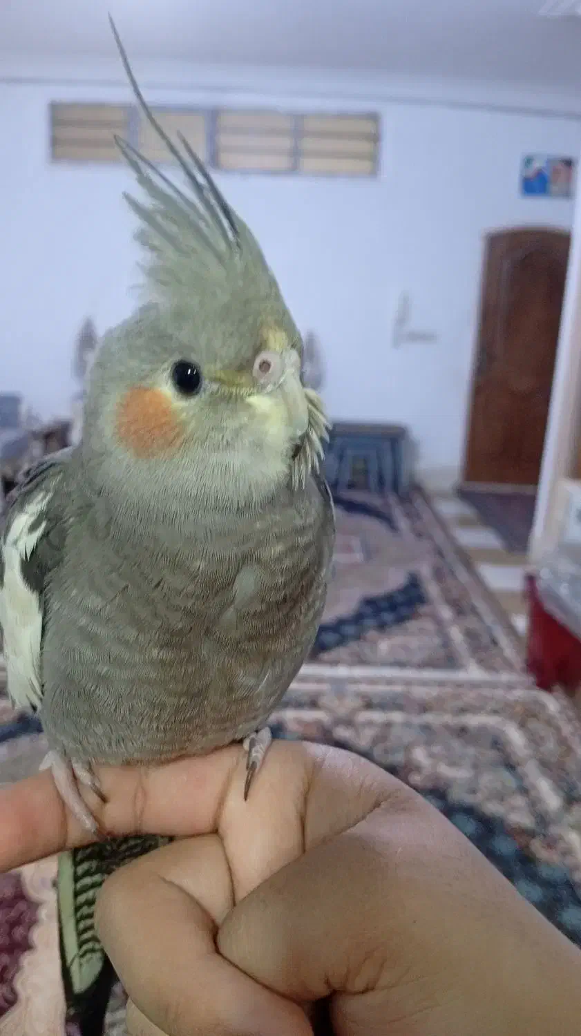 فروش استثنای سه فرشته خانگی فول دستی صحبتی بالوازم|پرنده|کاشمر, |دیوار