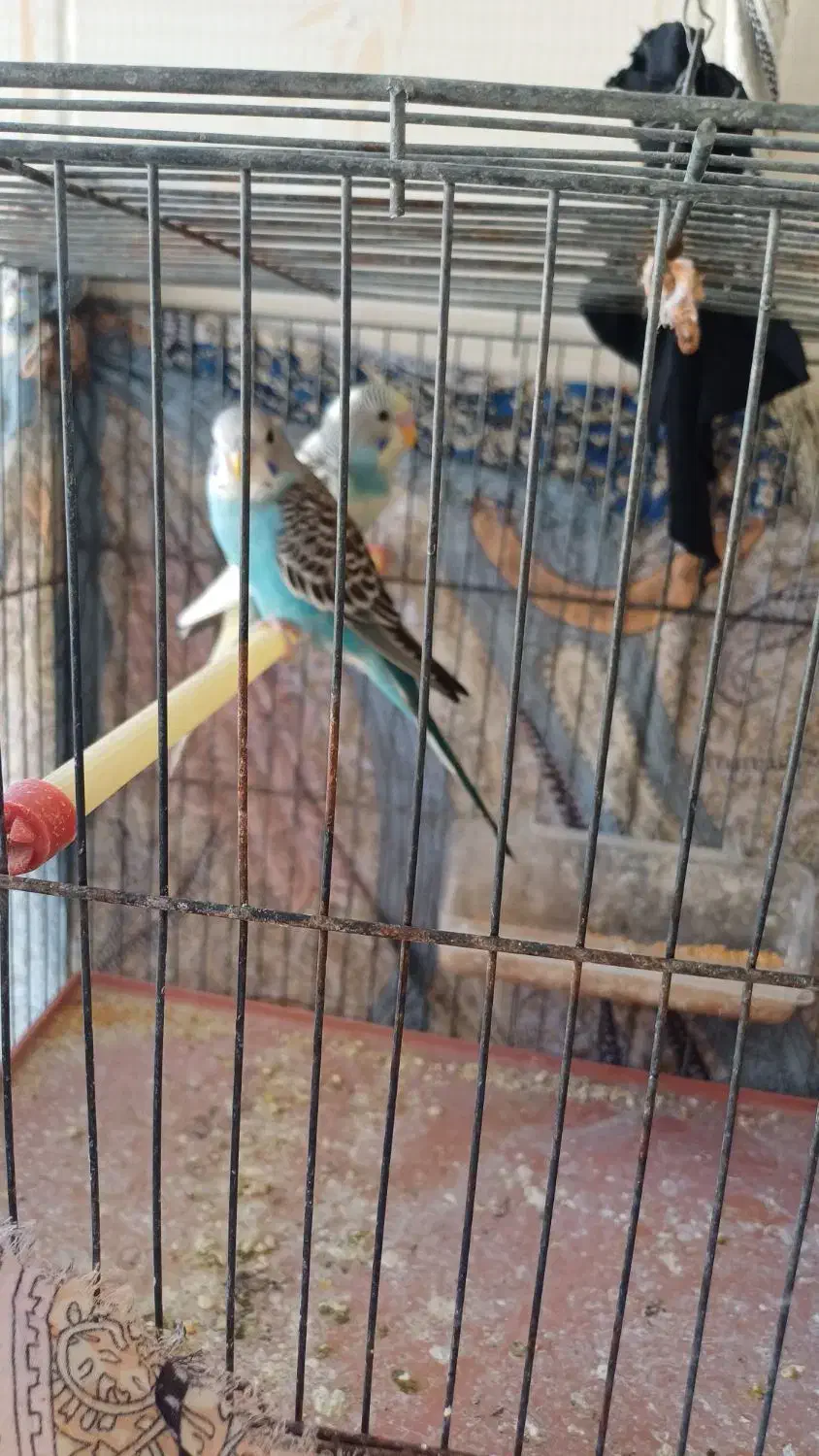 مرغ عشق|پرنده|بهبهان, |دیوار