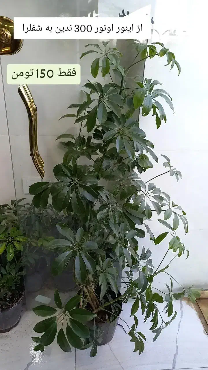 گیاه قاشقی|گل و گیاه طبیعی|مراغه, |دیوار