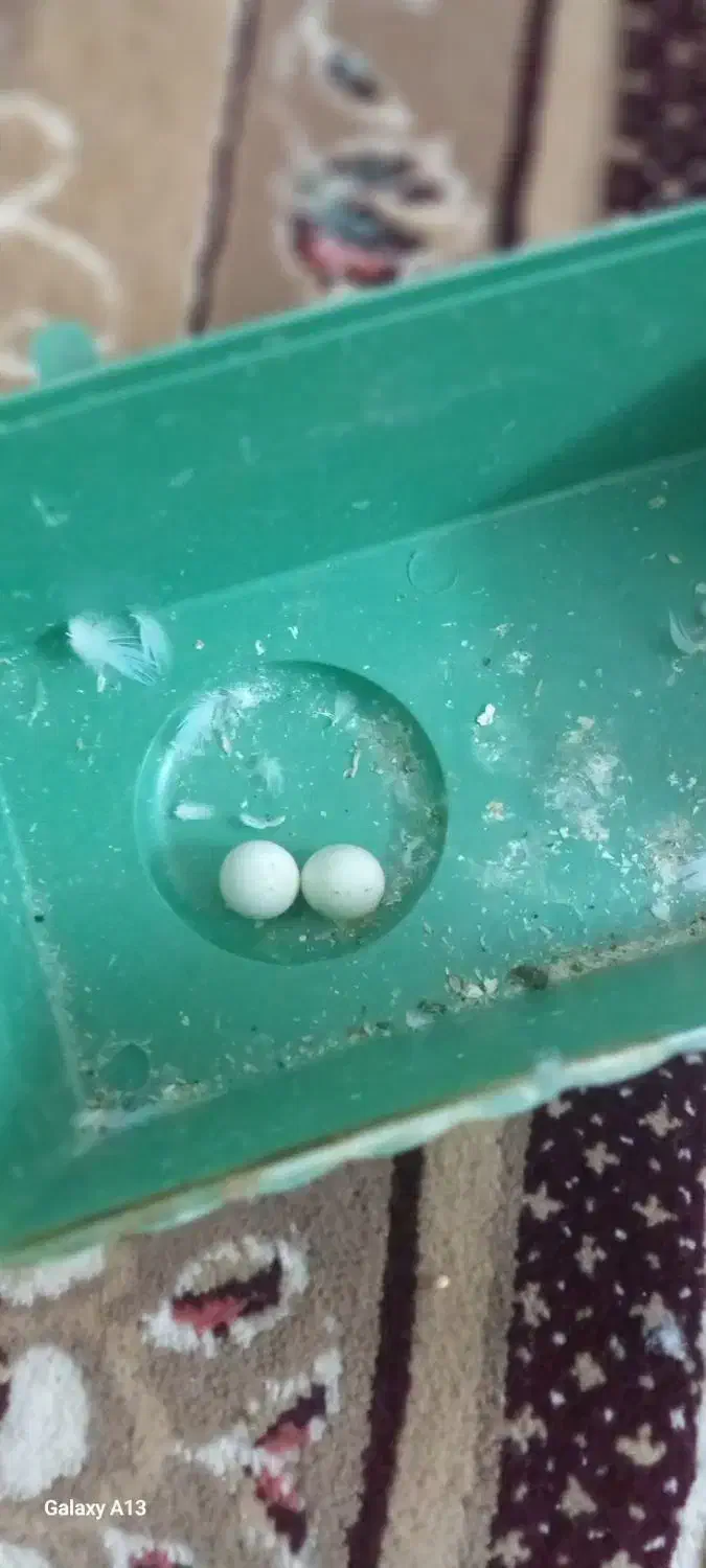 مرغ عشق|پرنده|بیرجند, |دیوار