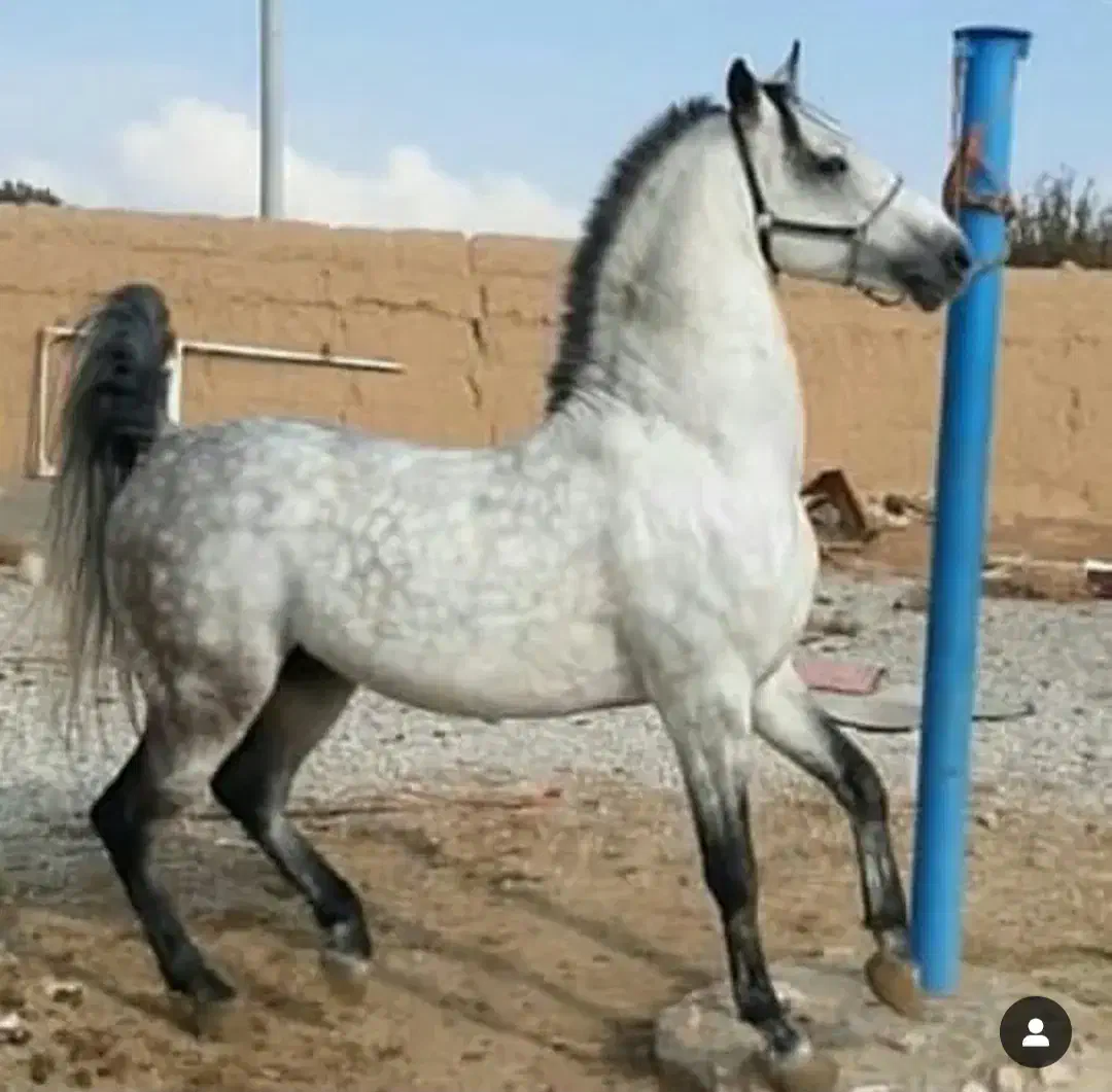 معاوضه زمین با اسب|اسب و تجهیزات اسبسواری|خمینیشهر, |دیوار