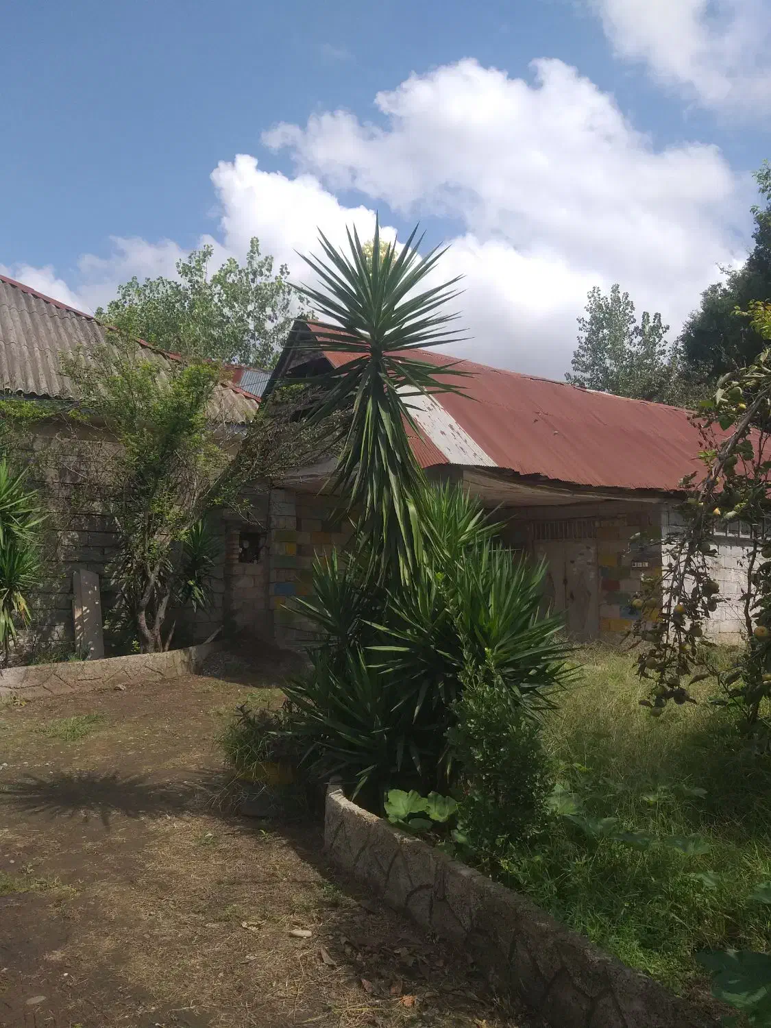 گل یوکا۳متری|گل و گیاه طبیعی|سنگر, |دیوار