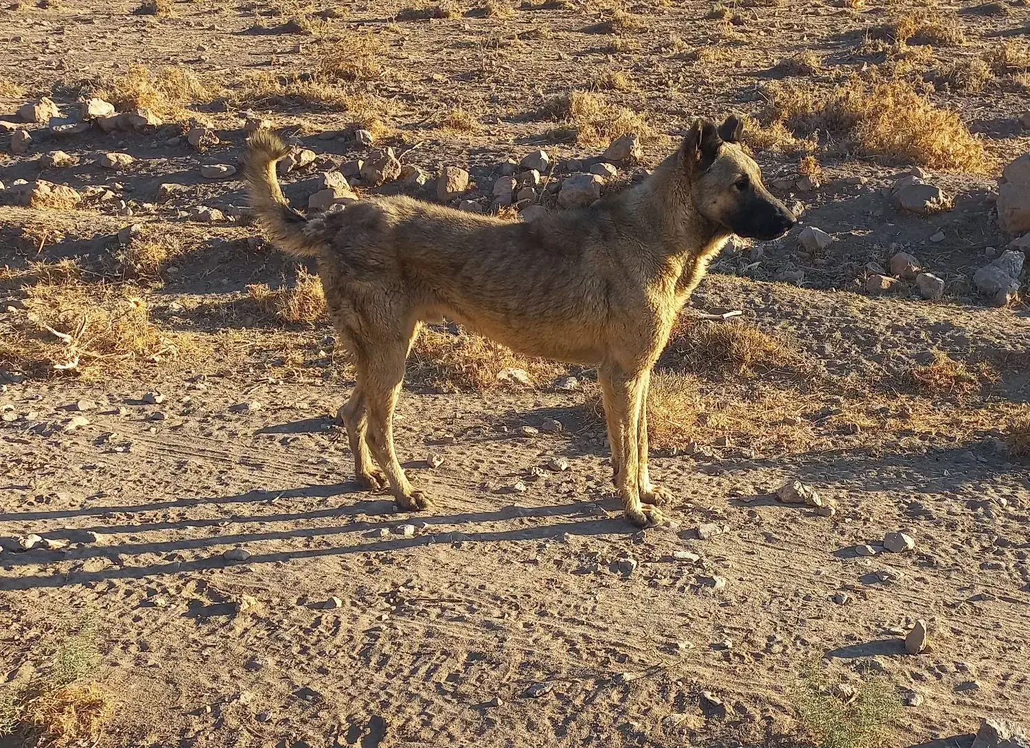 سگ گمشده|حیوانات|مهریز, |دیوار