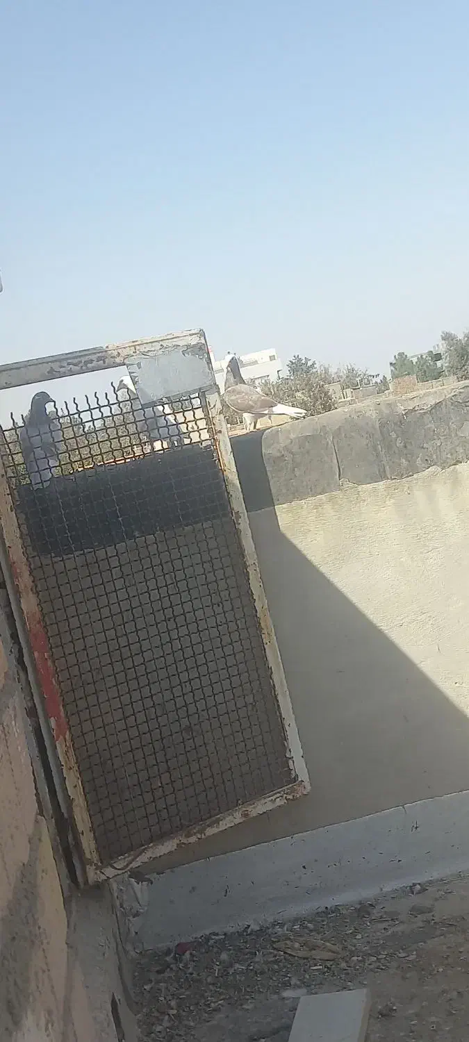 پرشی|پرنده|جغتای, |دیوار