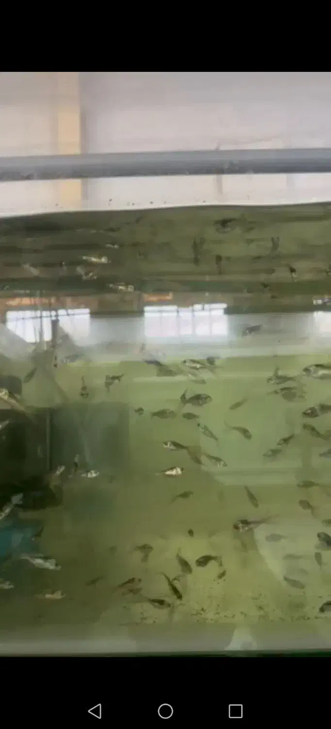 ماهی کوی مایان سوپرباله کلکسیونی|ماهی|تهران, ترمینال جنوب|دیوار