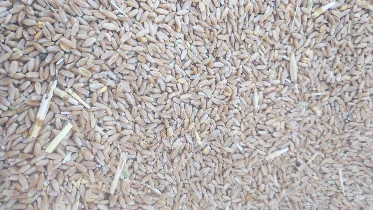 بذر گندم 400کیلو|گل و گیاه طبیعی|بانه, |دیوار