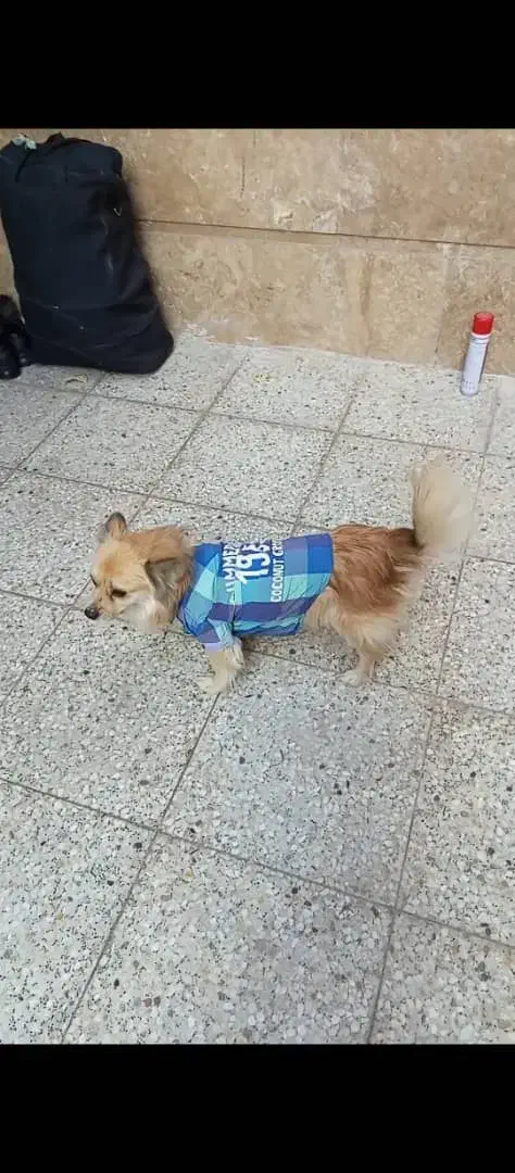 فروش سگ نژاد پامر اشپیتز|سگ|اردکان, |دیوار