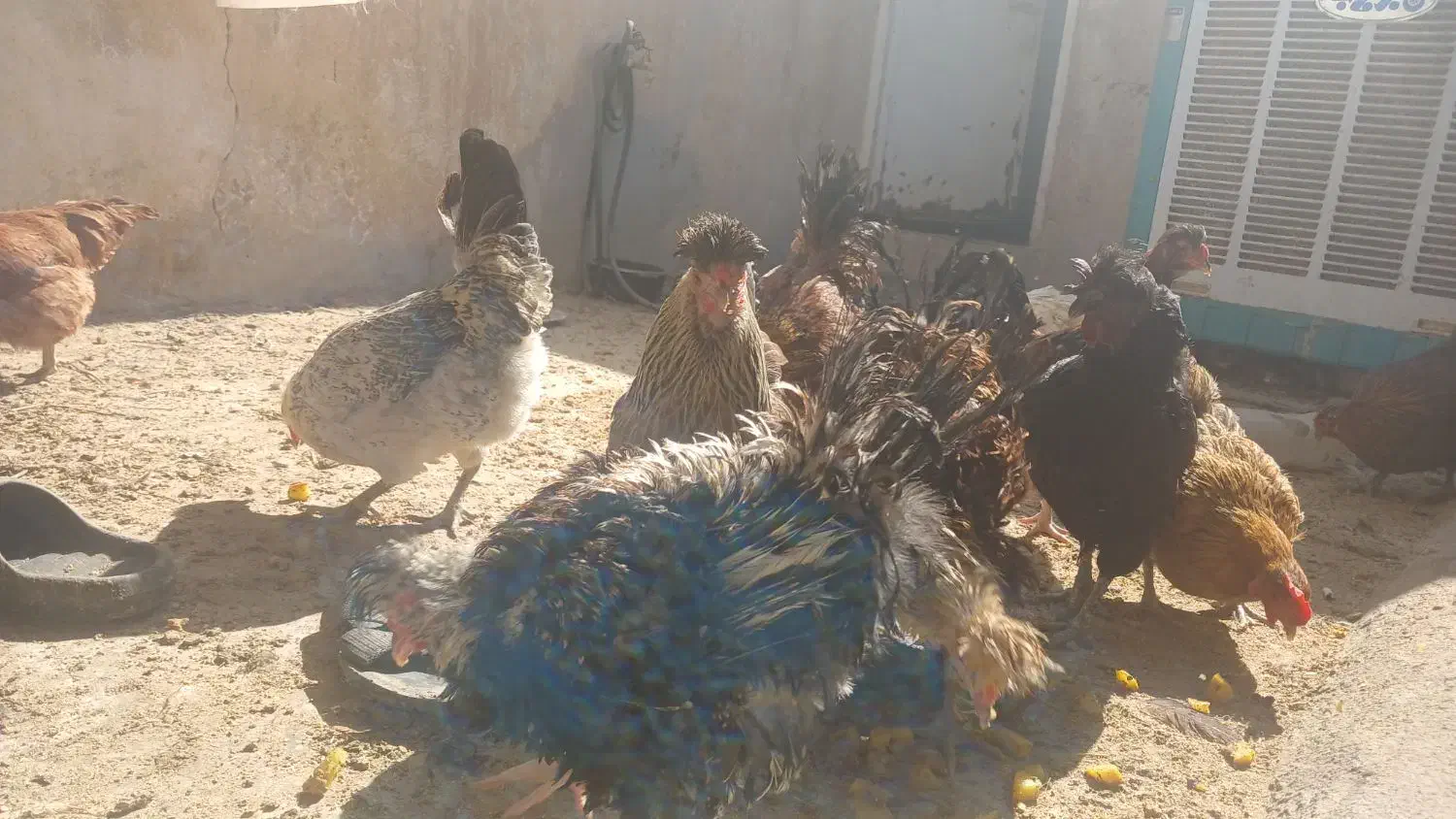 تعدادی مرغ و خروس رسمی اصل|حیوانات مزرعه|قم, شهرک امام حسین|دیوار