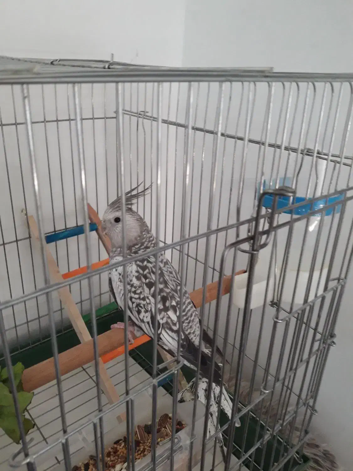 عروس هلندی ایزابلا دستی|پرنده|ایلام, |دیوار