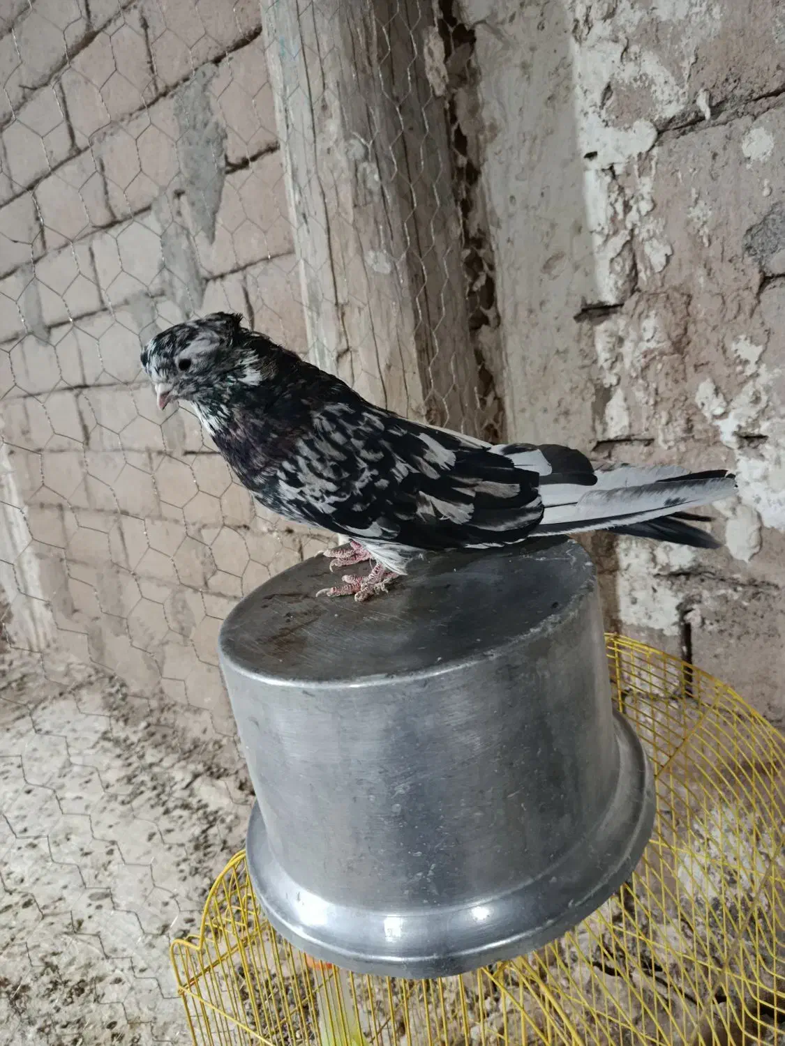 سلام سرور نر فروشی|پرنده|تبریز, |دیوار