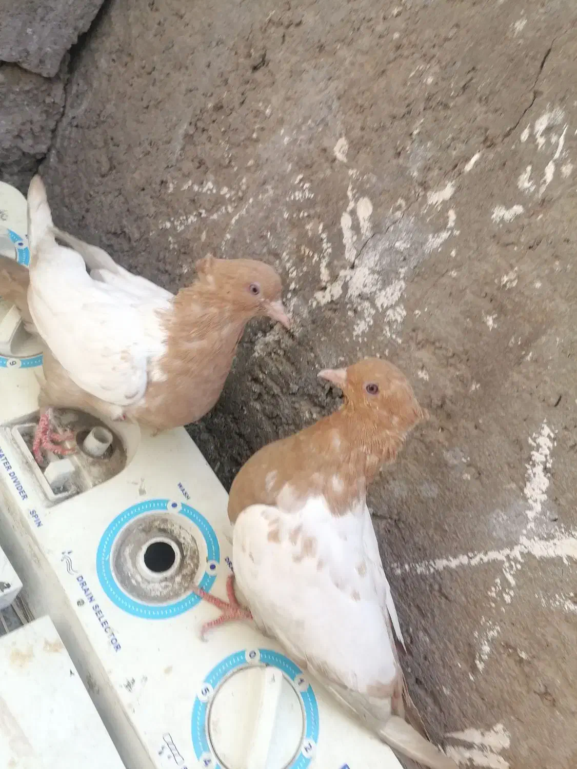 کفتر سینه ای|پرنده|بم, |دیوار