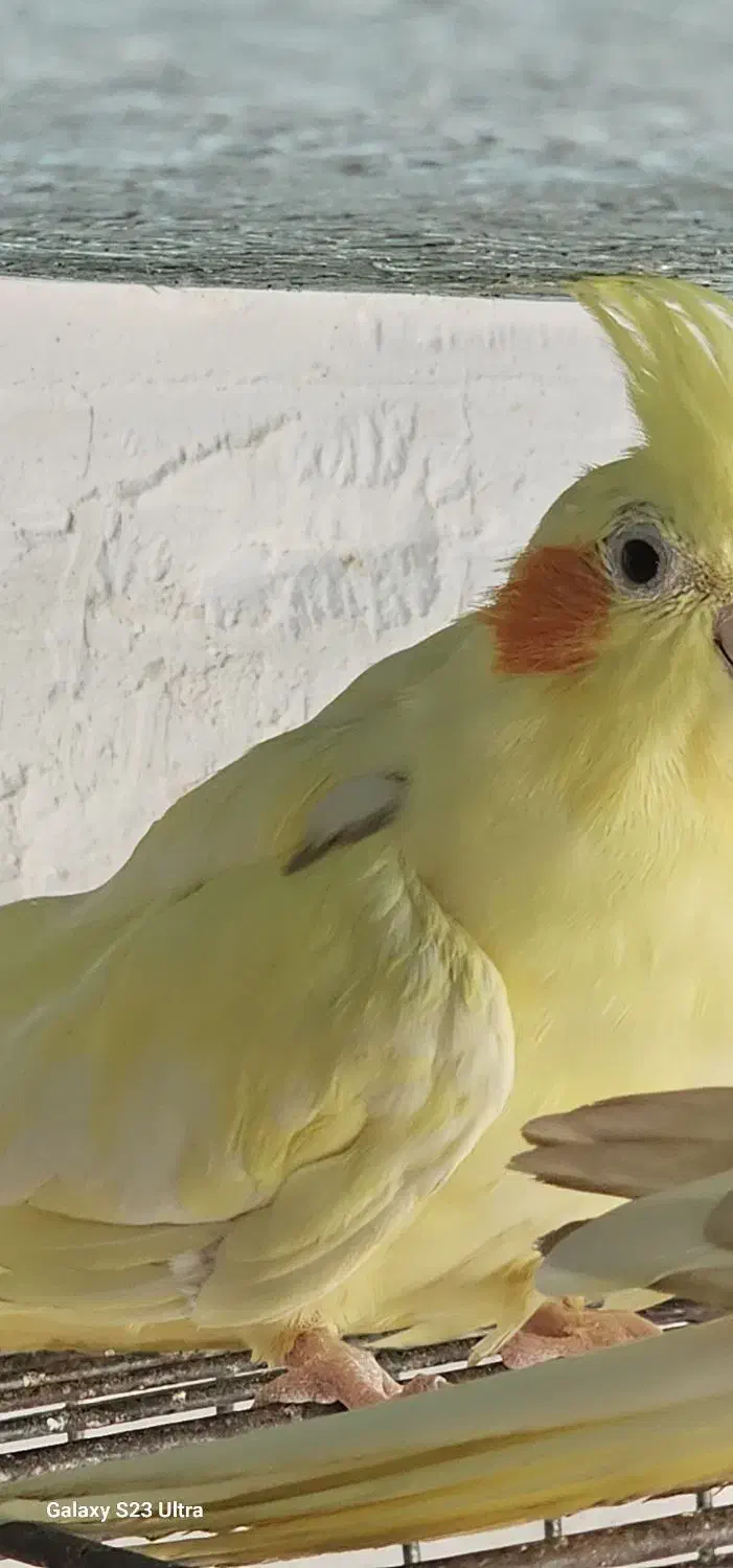 عروس|پرنده|میناب, |دیوار