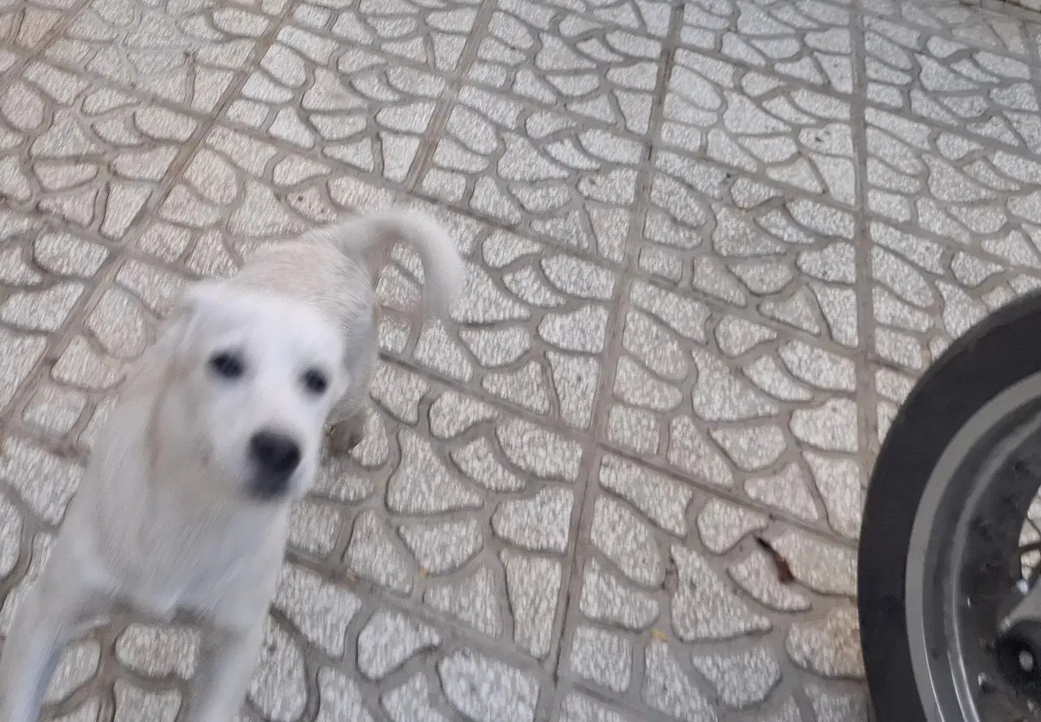 سگ پاکوتاه یکی گلدن نر و  داشهوند  نر  5 ماهه|سگ|سمنان, |دیوار