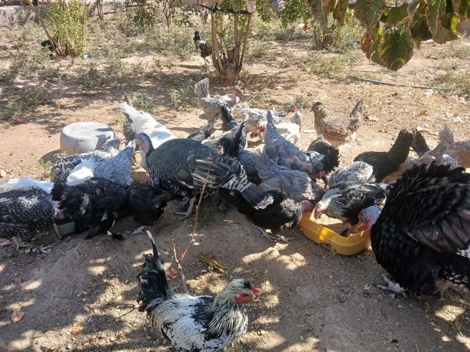 مرغ و خروس محلی|حیوانات مزرعه|رفسنجان, |دیوار