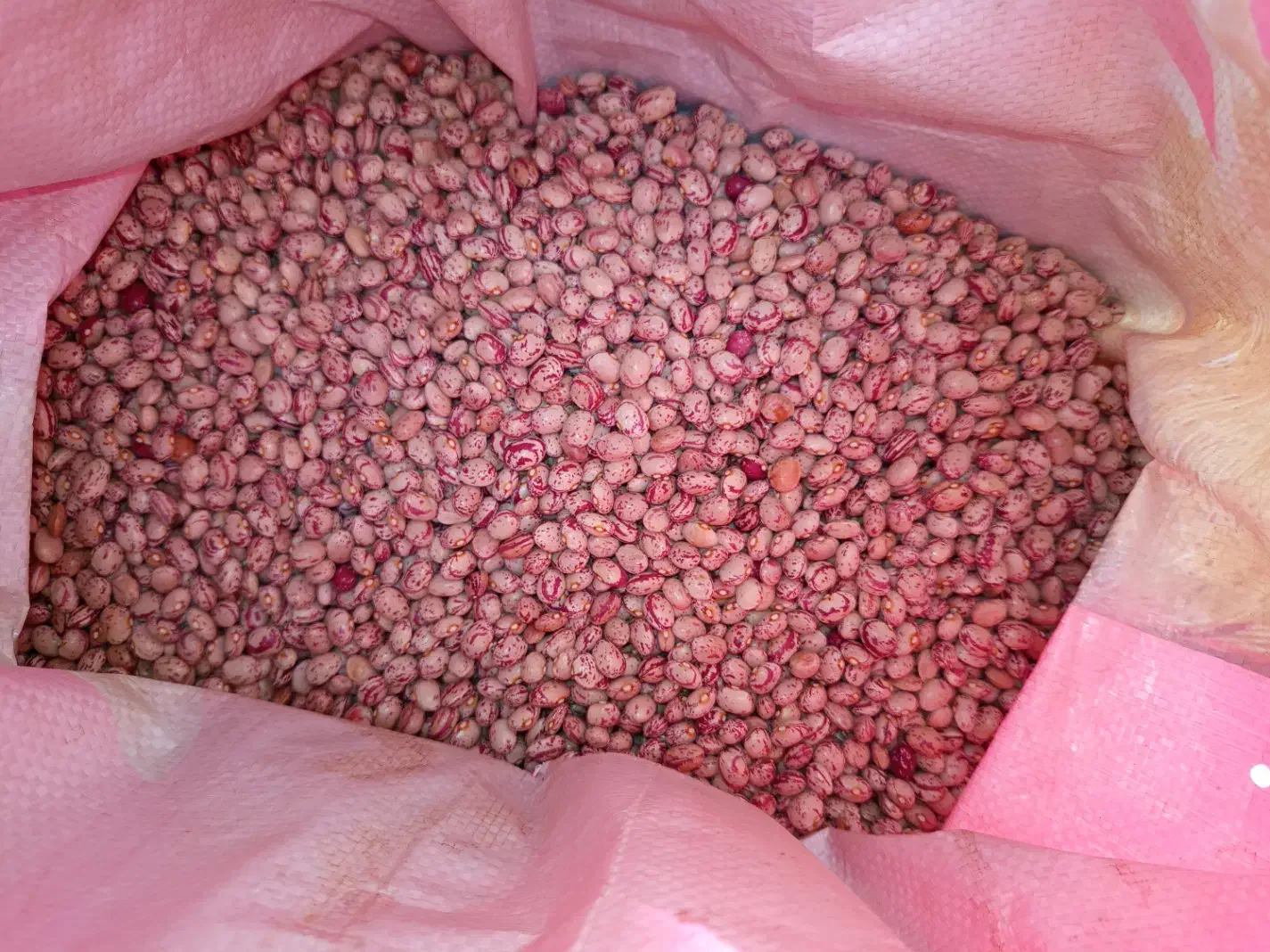 لوبیا چیتی|خوردنی و آشامیدنی|صائین قلعه, |دیوار