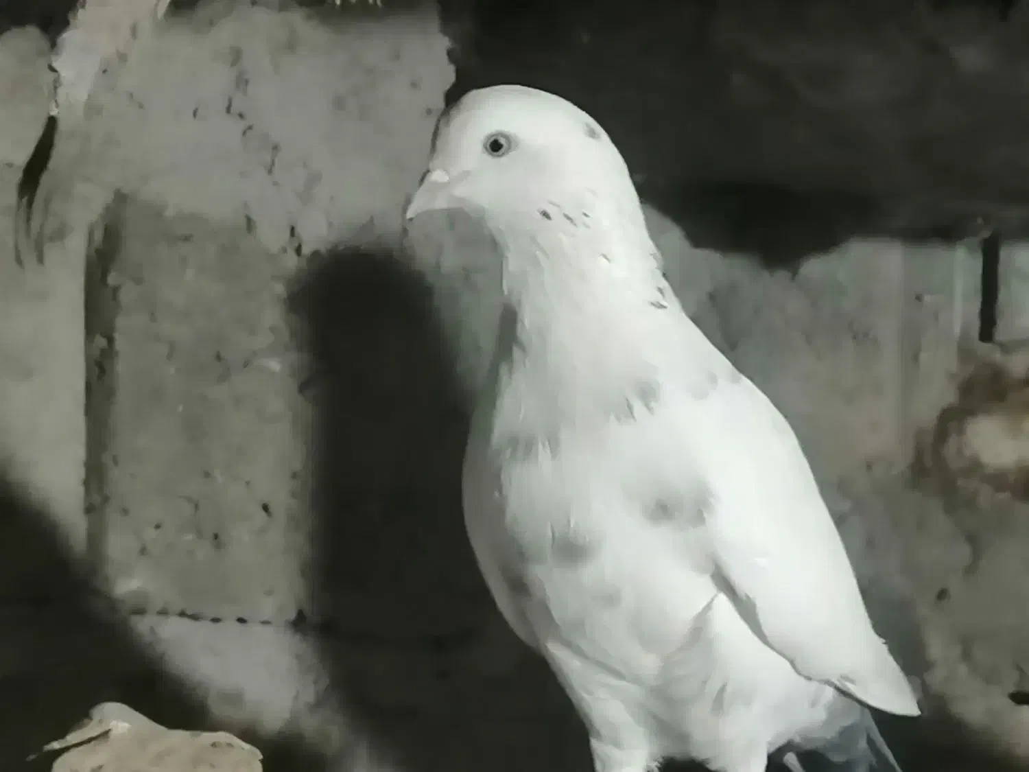 کبوتر پرشی|پرنده|مشگین شهر, |دیوار