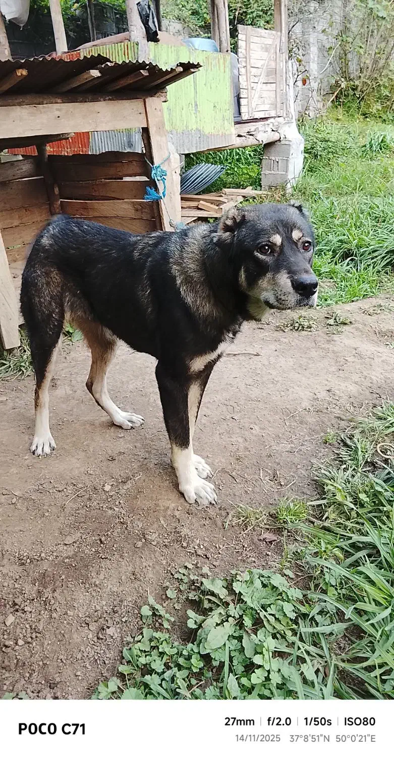 فروش سگ|سگ|لاهیجان, آهندان|دیوار