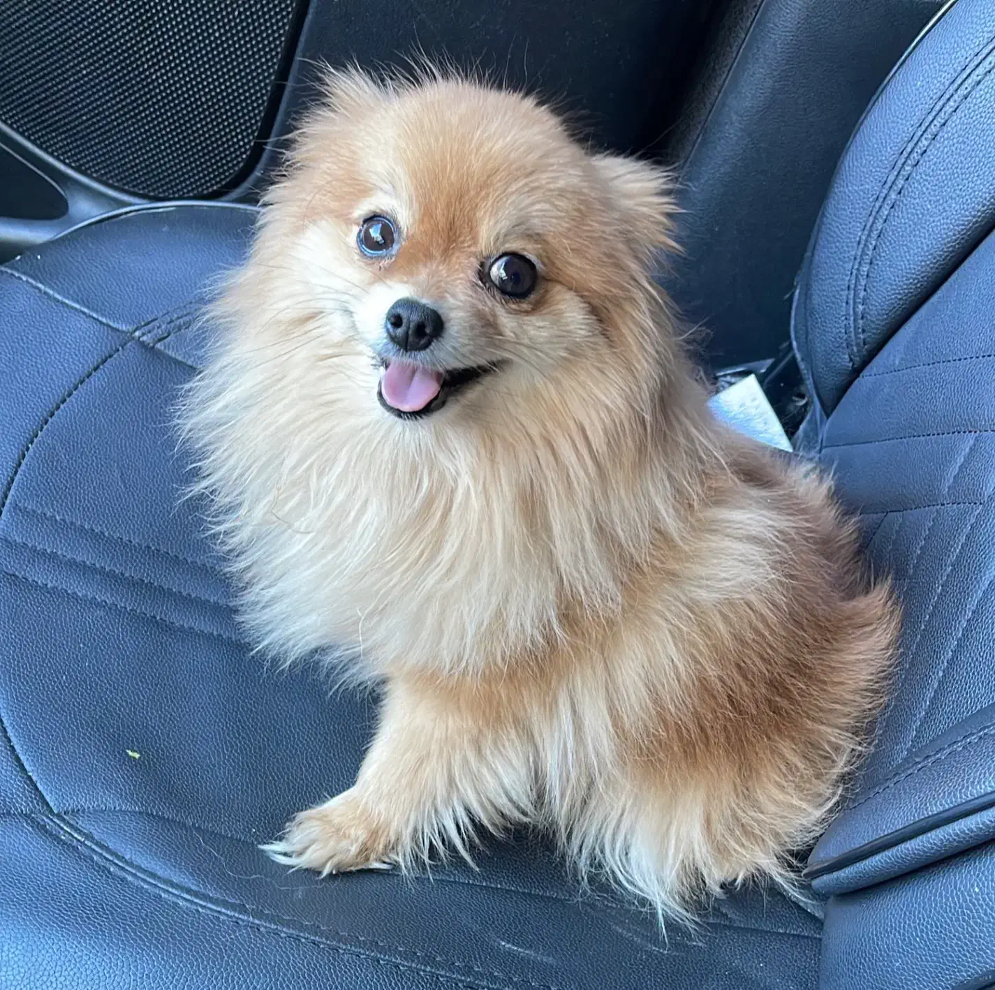 فروش سگ پامر|سگ|زید آباد, |دیوار