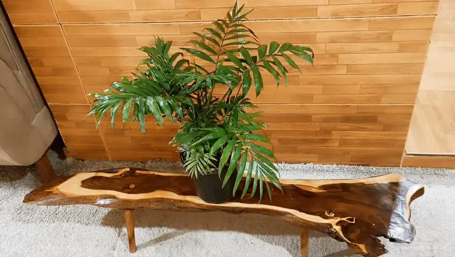 جلو مبلی و عسلی با چوب درختی طبیعی|مبلمان خانگی و میز عسلی|خرمشهر, |دیوار