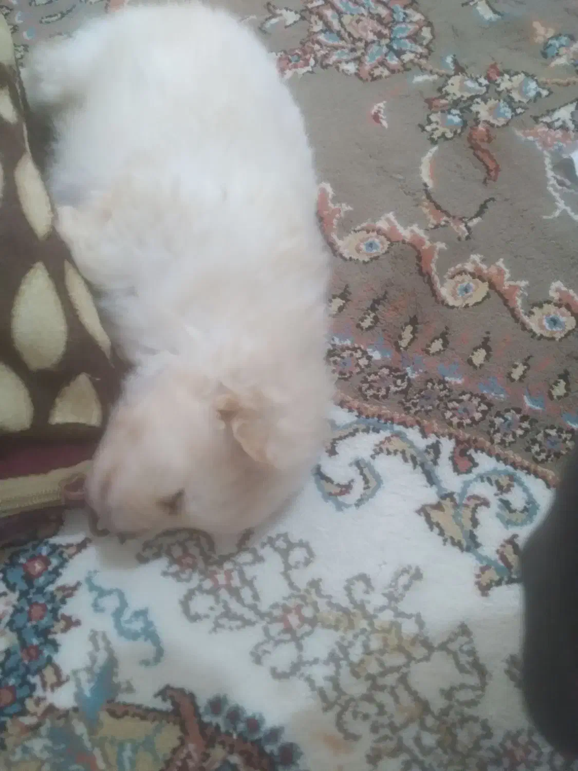 توله سگ پامرین خرسی|سگ|کرمانشاه, |دیوار