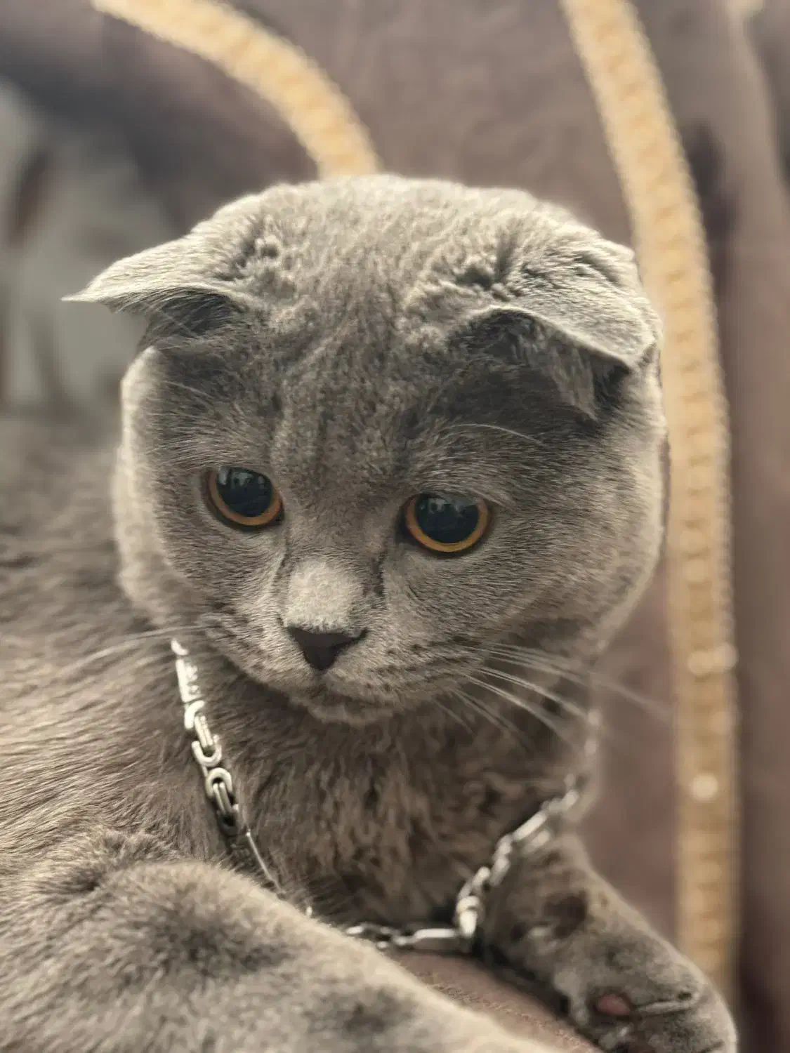 گردو ی خشکلمون اسکاتیش بلو ماده ۱ سالشه|گربه|اسلامشهر, شهرک مفیدی|دیوار