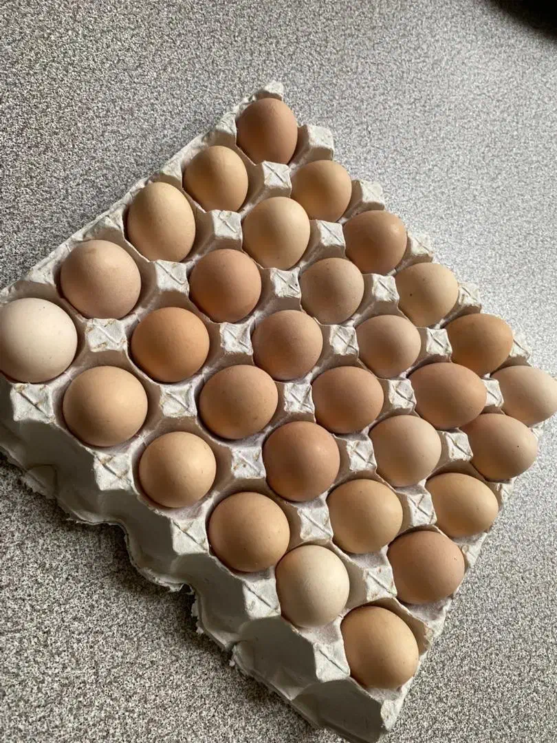 تخم مرغ محلی|خوردنی و آشامیدنی|رشت, باهنر|دیوار