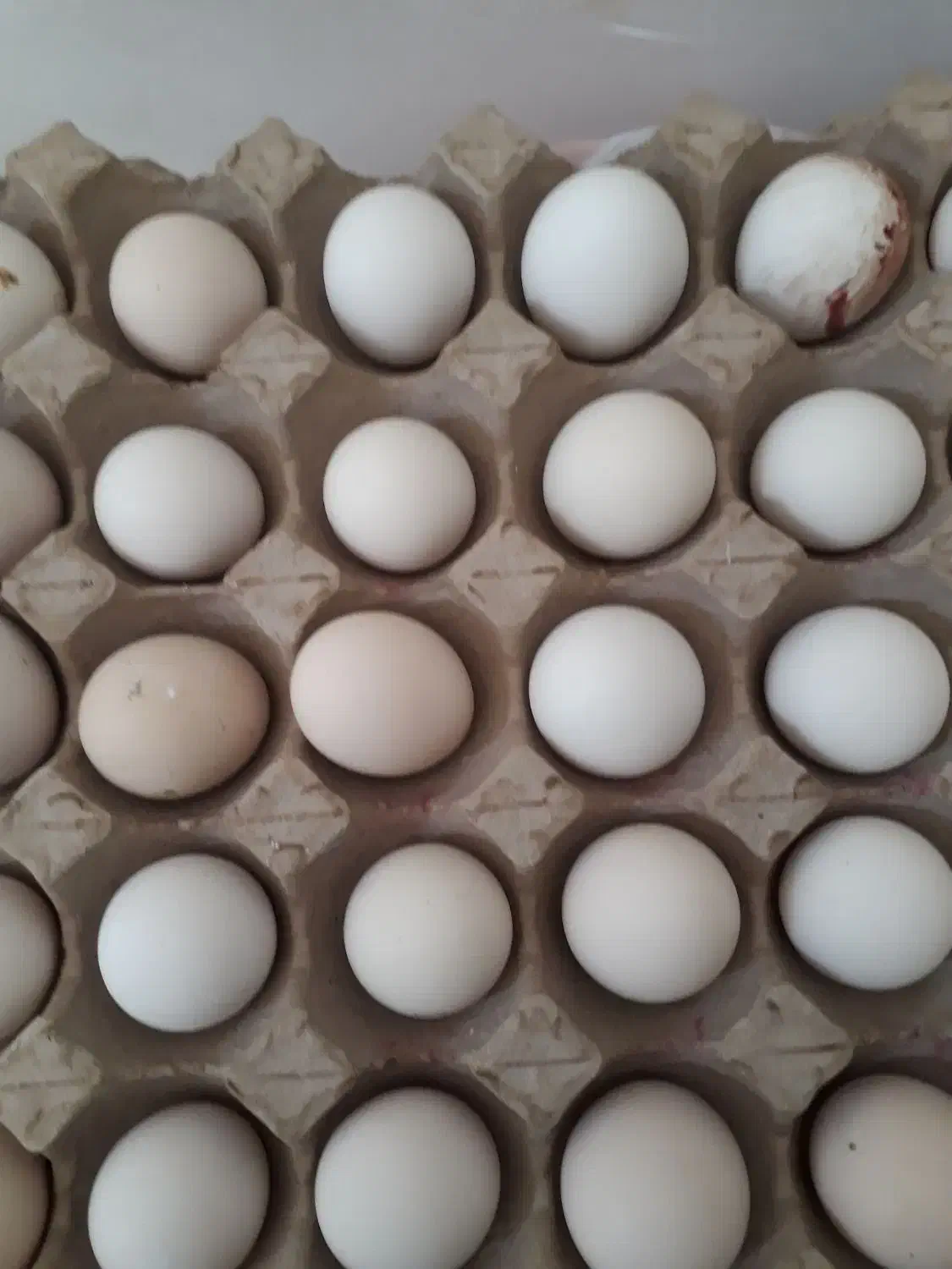 تخم مرغ گلین|حیوانات مزرعه|سبزوار, هویزه|دیوار