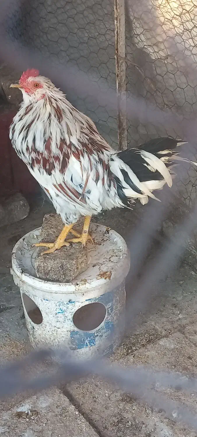 خروس گلین|حیوانات مزرعه|اصفهان, شیخ اشراق|دیوار