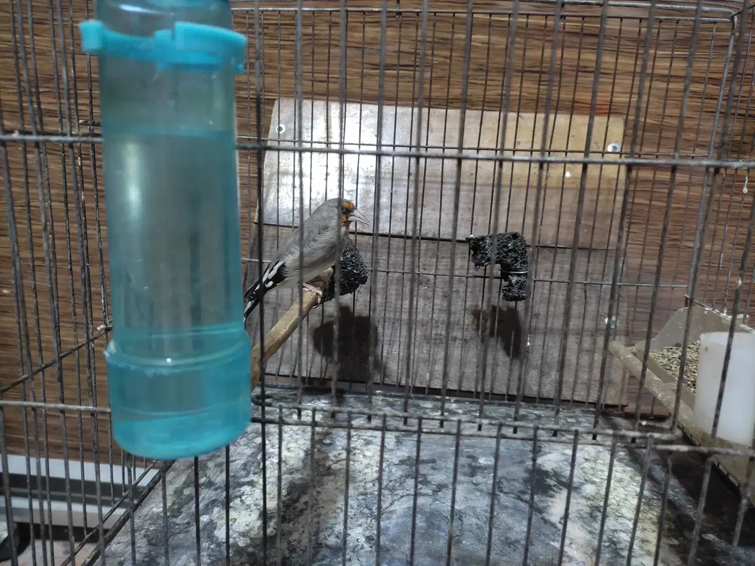 قناری|پرنده|بجنورد, |دیوار