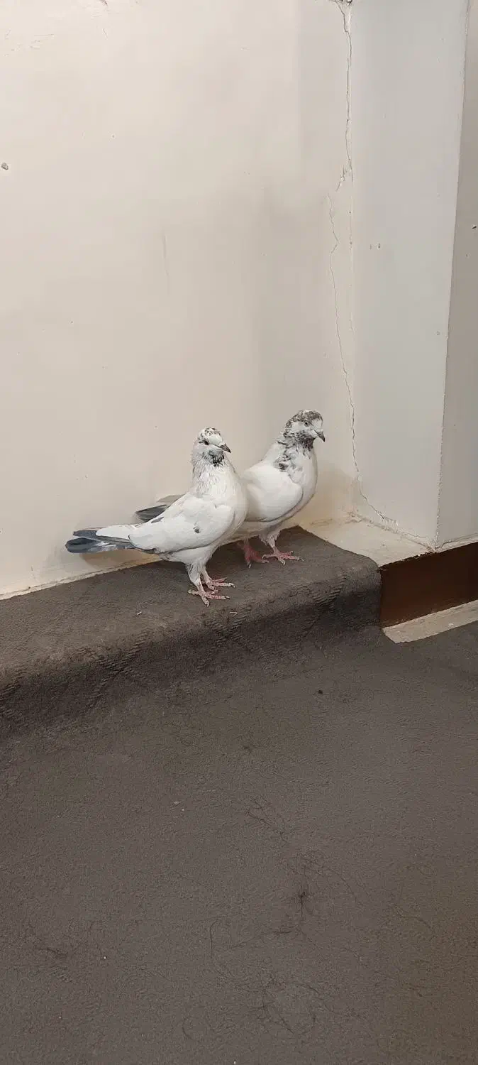 دوتا ماده کله دم سبز|پرنده|اصفهان, شاهد|دیوار